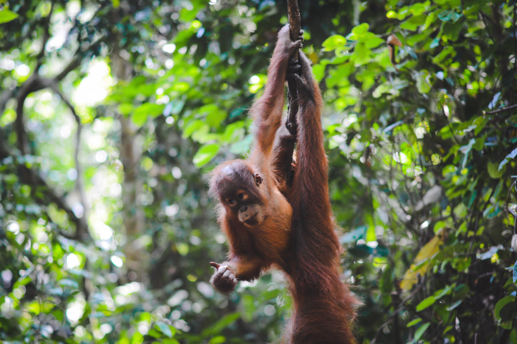 Orang Utan Bukit Lawang