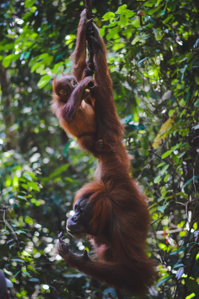 Orang Utan Bukit Lawang