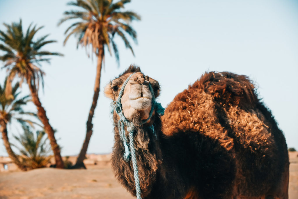 Kamelreiten Marokko