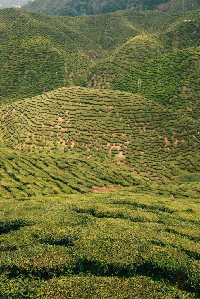 Cameron Highlands Teeplantagen