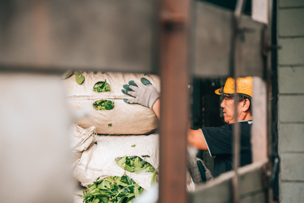 Cameron Highlands Teeplantagen Boh Arbeiter