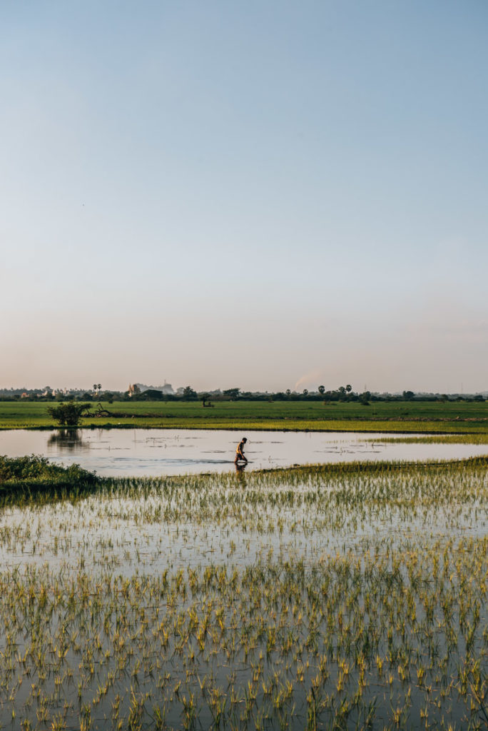 Reisfelder Hpa an