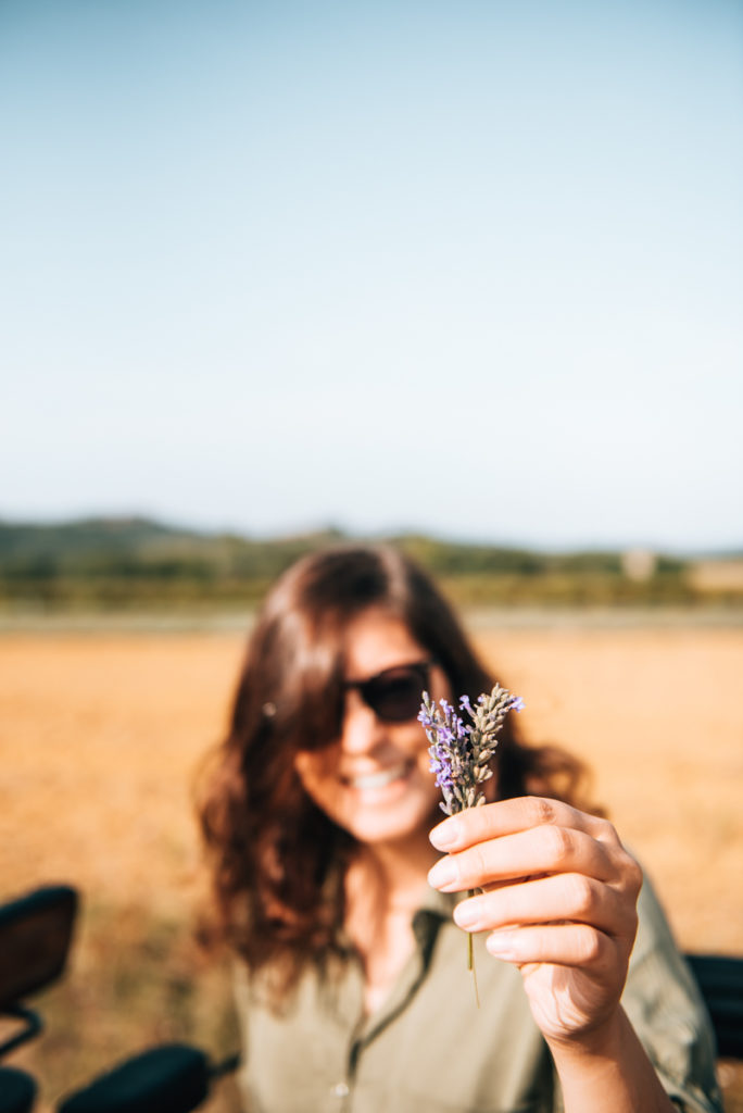 Lavender Provence