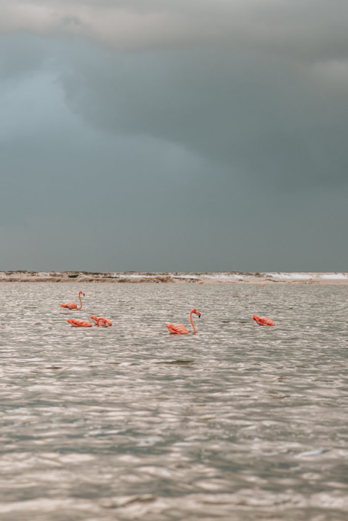 Flamingos Yucatan