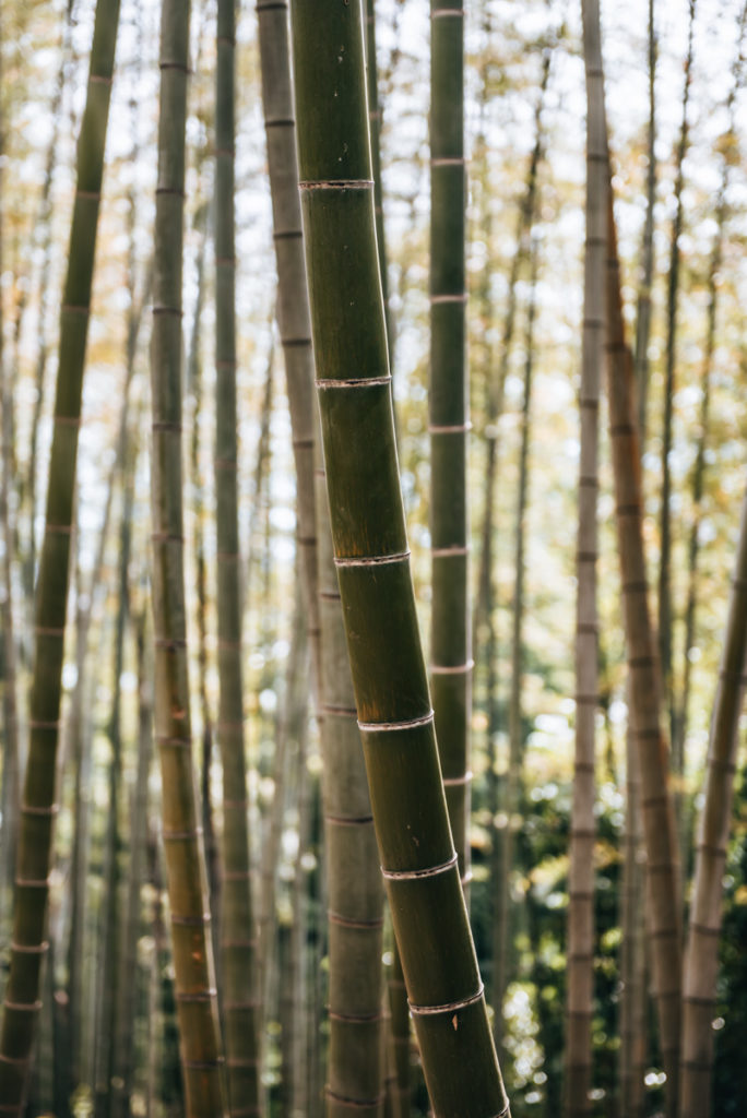 Kodai ji bamboo forest