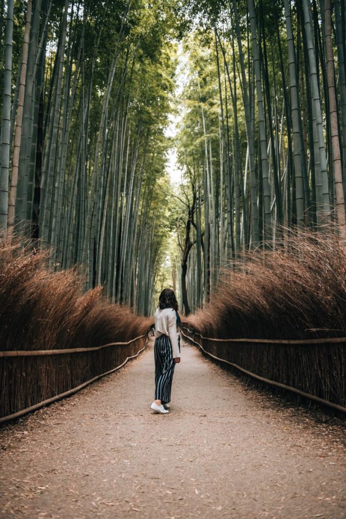 Bambuswald Kyoto