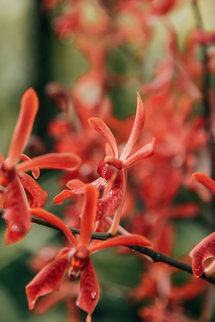 National Orchid Garden Singapur