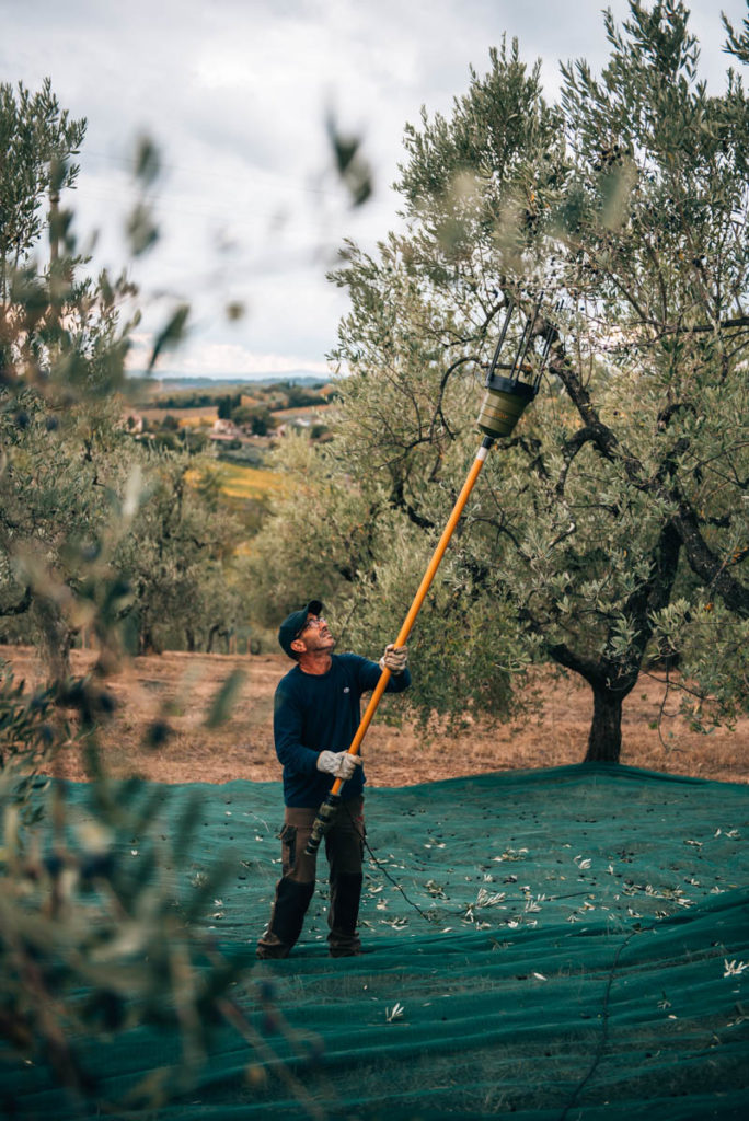 Harvest olives