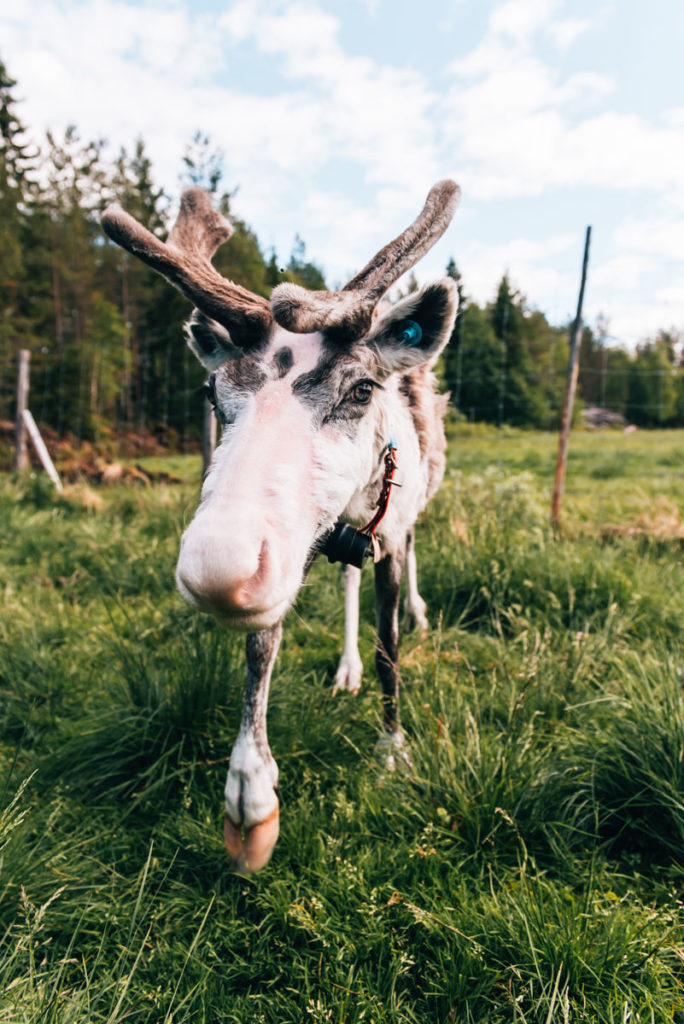 Rentiere Ruka Kuusamo