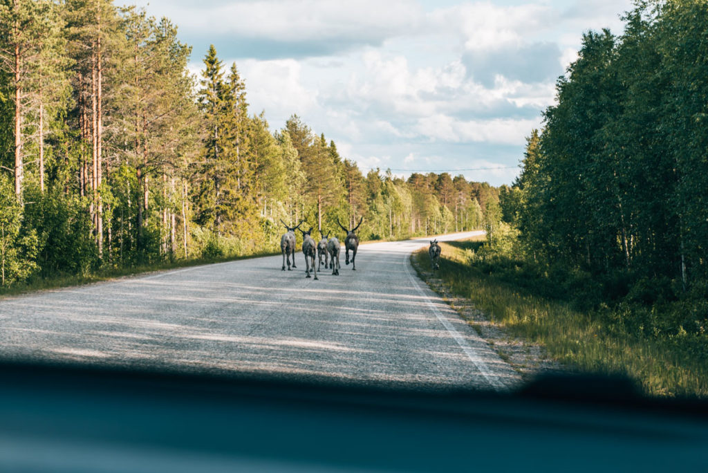 Rentiere Straße Lappland